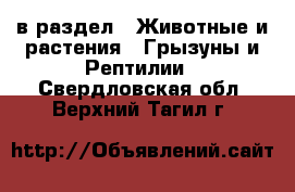  в раздел : Животные и растения » Грызуны и Рептилии . Свердловская обл.,Верхний Тагил г.